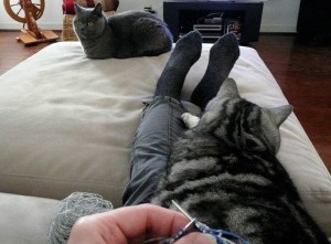 knitting with cats